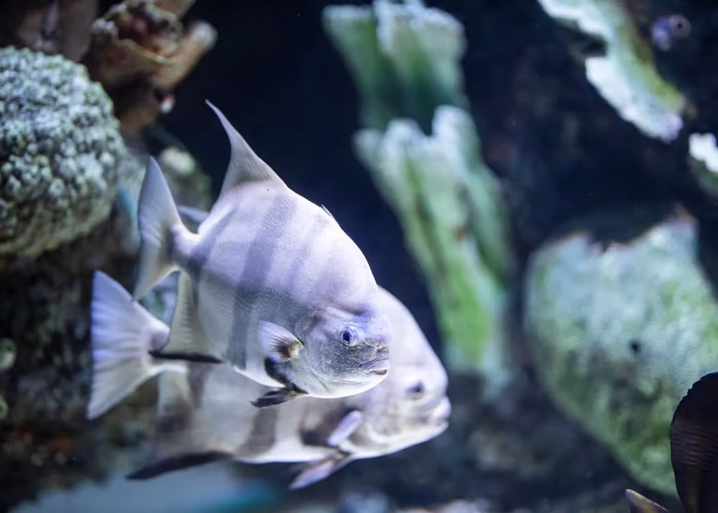 Vissen met strepen zwemmen achter een glazen wand in het aquarium van Antalya
